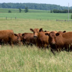 The Ontario government is working on new animal welfare legislation approaches.