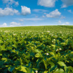 Potato growers could be among the most affected by the re-evaluation of chlorothalonil.