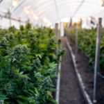 There’s been a massive rush of investors into cannabis, resulting in suddenly very well capitalized, large companies with money to throw at production systems.