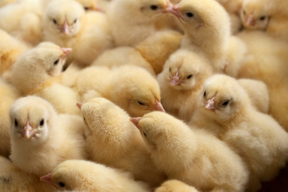 Chicks could benefit from the bacteria in their mother’s cecal droppings, but they are rarely exposed to it.