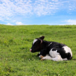For standing and lying behaviour, activity monitors were attached to calves for seven days after pain treatment application.