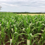 Second crop, or safrinha corn in Panarà, Brazil.