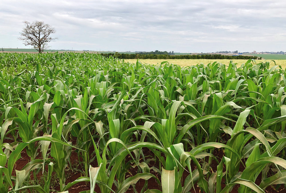 How safrinha is changing Brazil’s crop productivity picture Farmtario