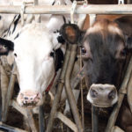 The Jersey breed is experiencing a surge in interest as more dairy farms add the brown cow to their Holstein herds.