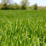There is some healthy wheat in the province, such as in this field, but many fields vary in development.