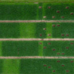 A corn field that shows the effects of late nitrogen applications on corn yield.
