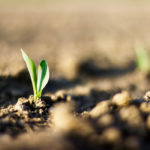 Some early planted corn has emerged in Ontario.