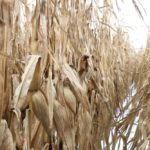 Corn has been discounted across much of Ontario because of high levels of DON. There are challenges in marketing especially high infection level corn. (John Greig photo)