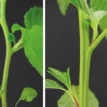 The hairless stem of a waterhemp (right), compared to the hairy stem of the pigweed (left) is the easiest way to differentiate the two species.