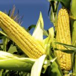 Global corn stocks were seen falling to a six-year low of 284 million tonnes by the end of the 2019-20 season.