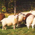 Options for parasite treatment in sheep are limited but a new product now offers one more. Photo: