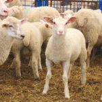 Some lamb markets have seen almost a 50 per cent price increase.