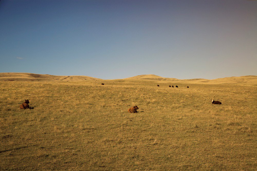 (Photo courtesy Canada Beef Inc.)
