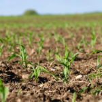 The corn that was planted in Ontario is almost all behind where it usually would be at this time of the year.
