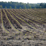 Corn plants are up across the province, but some plants are struggling with the cool, wet planting conditions.