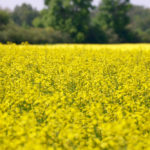 Ontario canola acres have been stagnant for years and this market challenge won’t help increase acres planted to the crop.