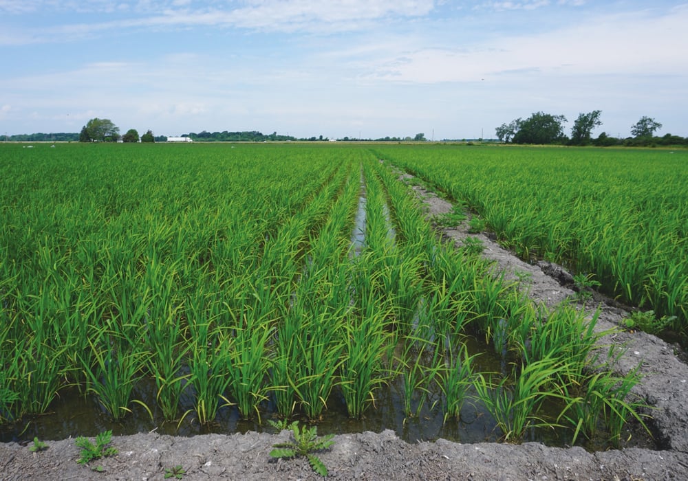 The one-hectare white rice research paddy.