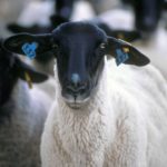 File photo of a Suffolk ewe infected with scrapie. (Jack Dykinga photo courtesy ARS/USDA)