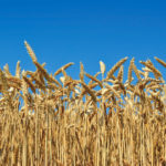 A new program aimed at wheat is showing less lodging, ease of harvest, improved quality and better overall yield benefits.