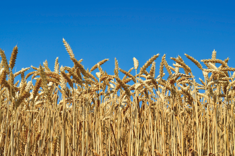 A new program aimed at wheat is showing less lodging, ease of harvest, improved quality and better overall yield benefits.