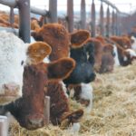 Bovine respiratory disease is the leading cause of sickness and death in newly received feedlot calves.
