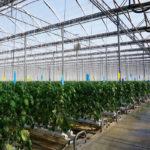 Motorleaf’s artificial intelligence software can accurately predict vegetable yields from greenhouse crops like these pepper plants weeks ahead of harvest.