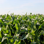 Corn has been growing quickly in Ontario now that some heat has arrived.