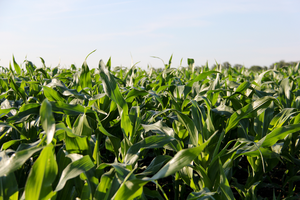 Corn has been growing quickly in Ontario now that some heat has arrived.