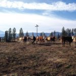 Live cattle futures were lifted by expectations of herd expansion slowing. Photo: File
