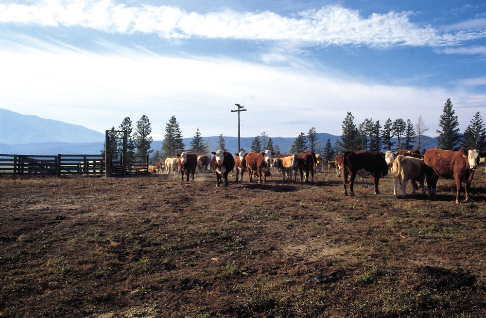 Live cattle futures were lifted by expectations of herd expansion slowing.  Photo: File
