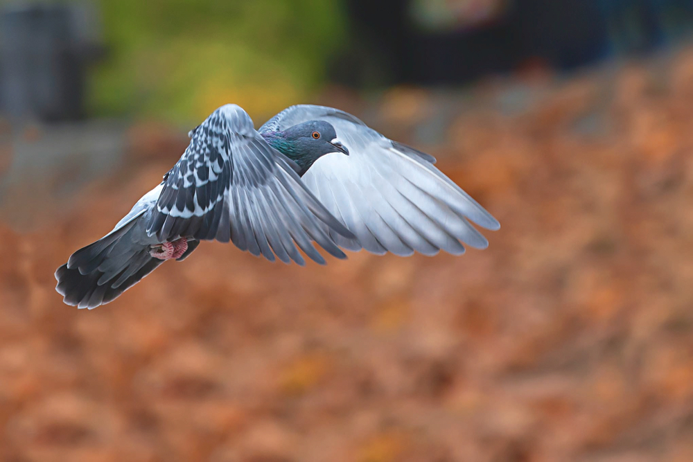 Pigeons are more of a concern than other wild birds because they are so common around farmyards.