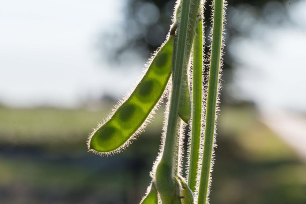 (Photo courtesy United Soybean Board)
