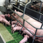 Pigs have high rates of chromosomal abnormalities, which means they can have fewer pigs per litter if the abnormality is carried.