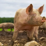 African swine fever has spread quickly among back yard herds in eastern Asia, but is also now a serious problem in commercial herds.