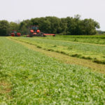 The trend is to less conditioning of hay cut for forage and that could be seen in the rows of hay cut at the Forage Expo, with wider rows of unconditioned and tighter rows of conditioned hay.