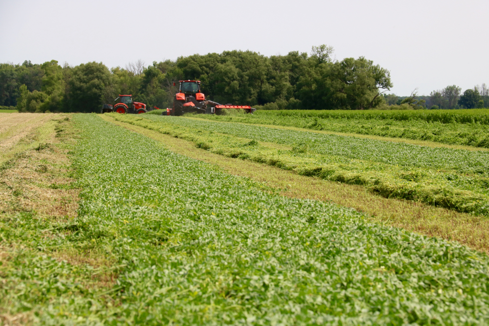 The trend is to less conditioning of hay cut for forage and that could be seen in the rows of hay cut at the Forage Expo, with wider rows of unconditioned and tighter rows of conditioned hay.