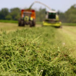 A Claas forage harvester was one of two harvesters that cut haylage at the expo.