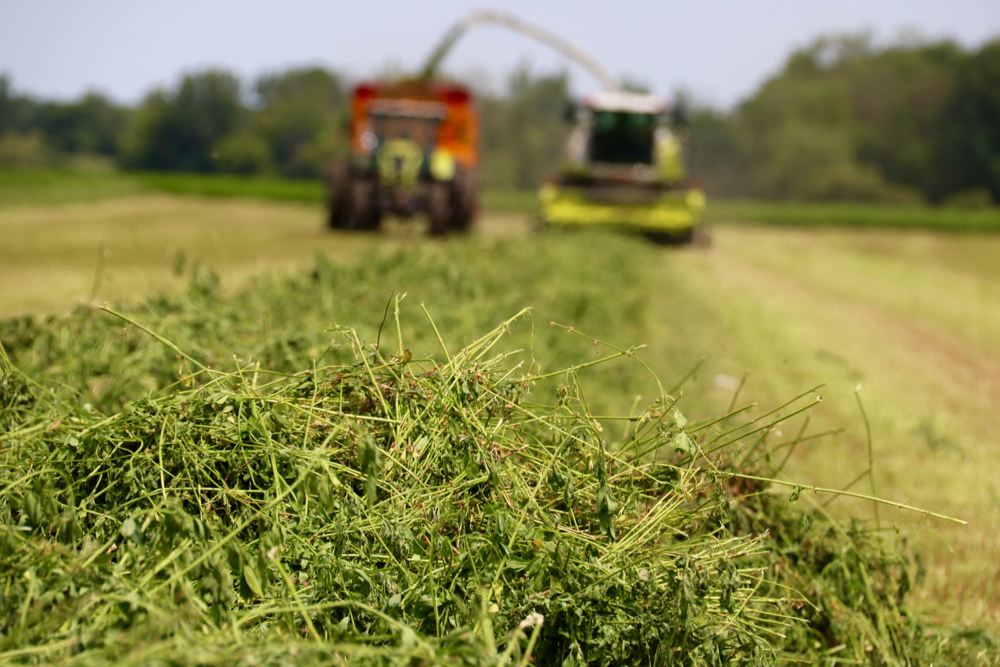 A Claas forage harvester was one of two harvesters that cut haylage at the expo.