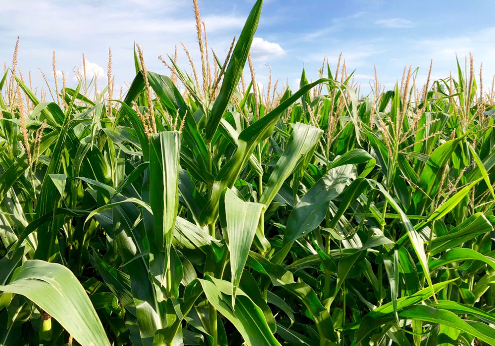Nutrien expects U.S. farmers to plant as many as 95 million acres of corn in 2020.  Photo: File/Greg Berg
