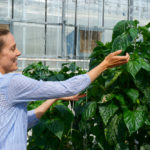 Roselyne Labbé applies Artemia to pepper plants. Applications made during the project’s duration were carefully measured, and done using a small hand applicator.