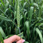 Desiccants should be used only when 85 per cent of field peduncles have changed colour.