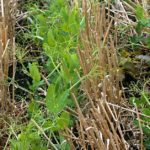 A slow start for some crops has put them a few weeks behind schedule in development that could expose them to frost later in the season. Photo: File