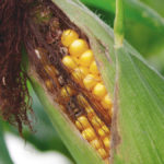 Ideal timing of ear rot fungicides can lower DON levels by 60 per cent. When silk is brown is too late.