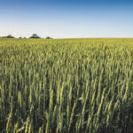 Wheat is maturing quickly, and some in Ontario has been harvested but conditions have been good for developing fusarium.