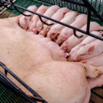 A zoning agreement could allow pigs from an area of the country that isn’t affected by disease to continue exporting.