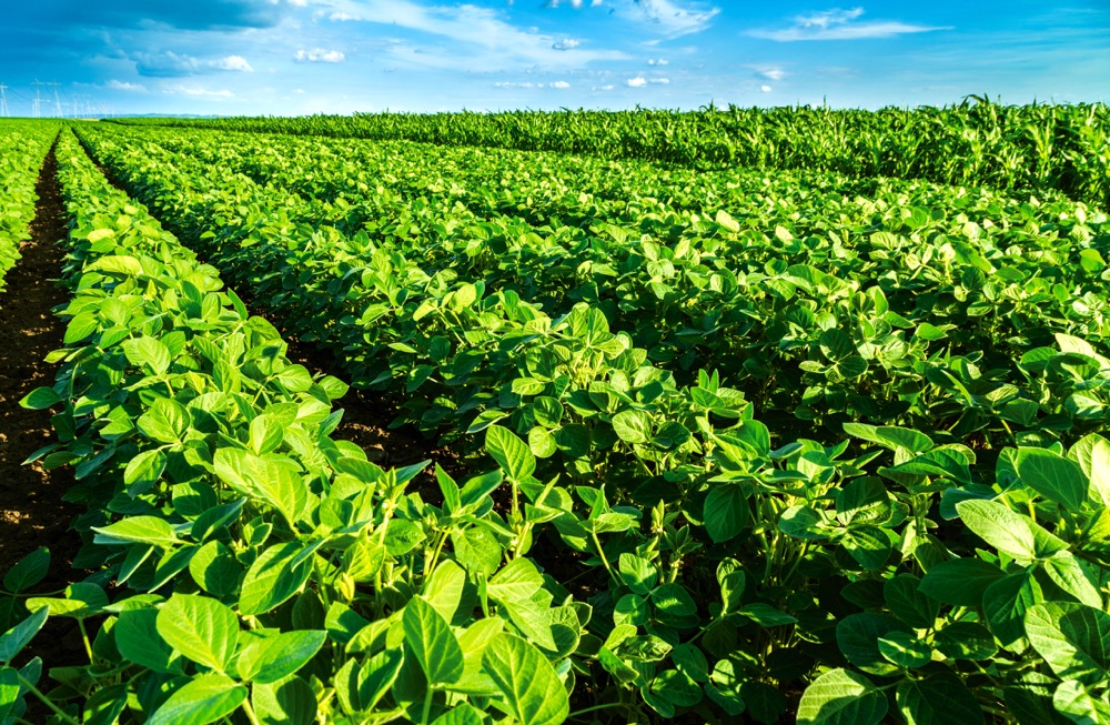 At this stage of the season, we’re rating the Ontario crop 38 per cent good to excellent, 40 per cent fair and 22 per cent poor to very poor.