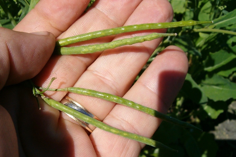 File photo of initial symptoms that may be seen the morning after a frost in canola. Depending on the amount of frost and weather conditions, either moderate damage or severe damage may develop. (Photo courtesy Canola Council of Canada)
