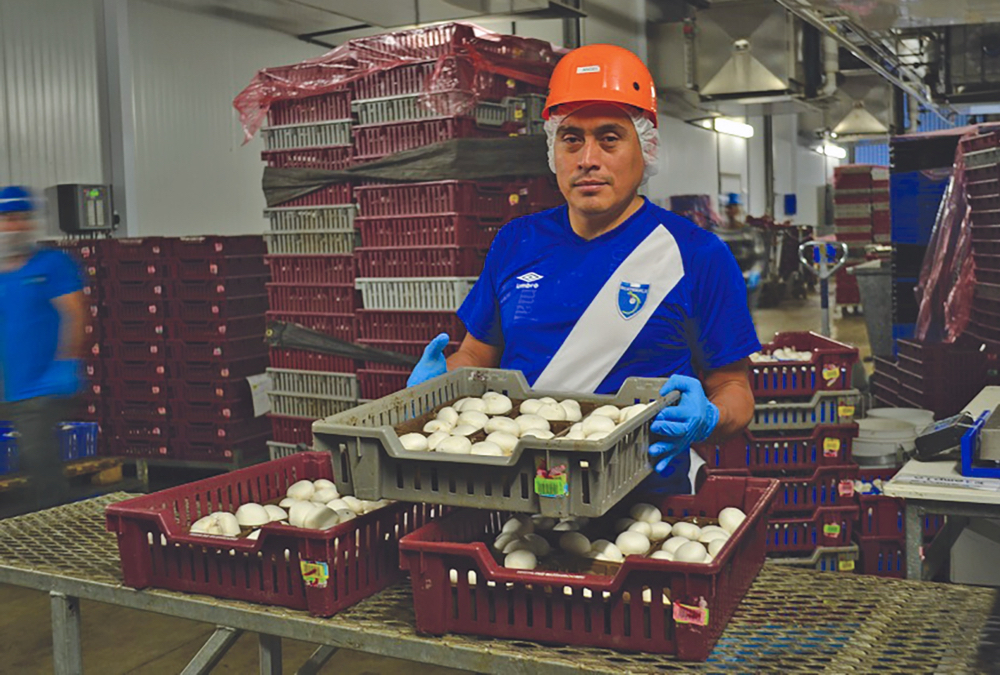 Mushroom farmers are one of the sectors of agriculture with significant labour shortages.