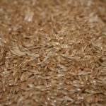 (Photo courtesy Canaryseed Development Commission of Saskatchewan)