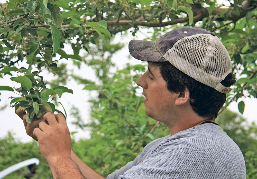Brett Schuyler checks new apples that are just starting to appear in the orchards.